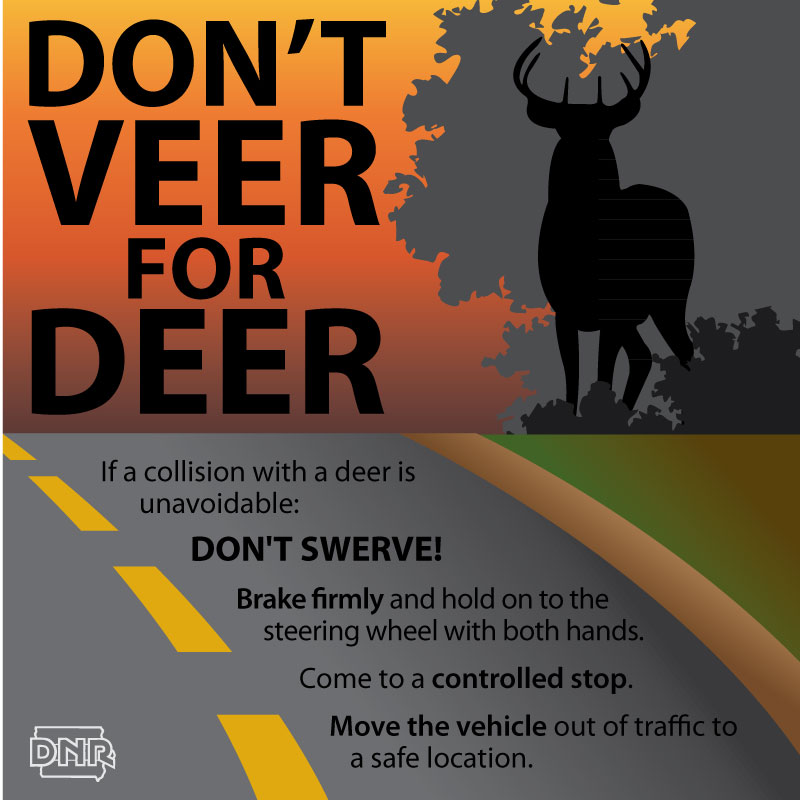 When driving, don't veer for deer | Iowa DNR